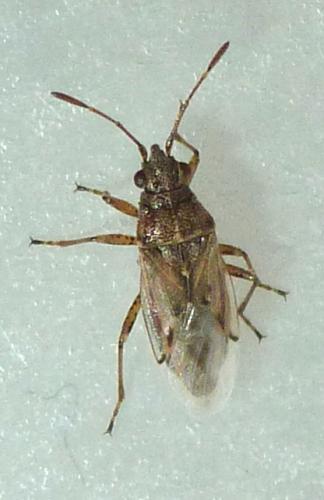 Nysius graminicola